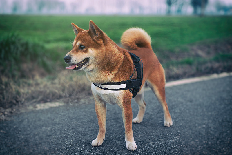 可爱的日本柴犬在乡下的肖像