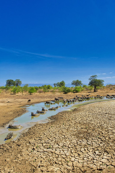 水牛，水牛，Udawalawe国家公园，斯里兰卡
