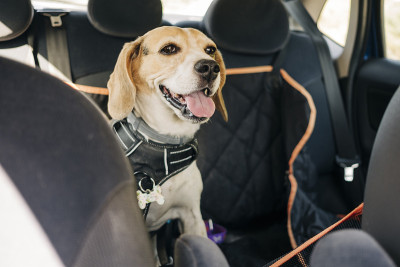 小猎犬在车里旅行