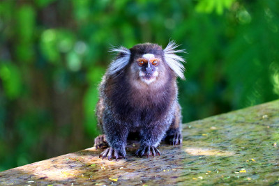 Common Marmoset (Callithrix jacchus) -巴西萨尔瓦多·da Ba