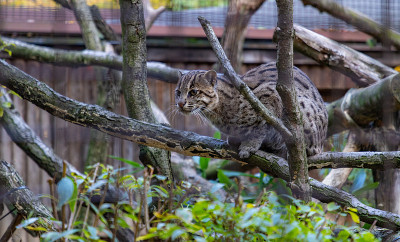 钓鱼猫