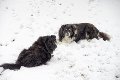 雪狗
