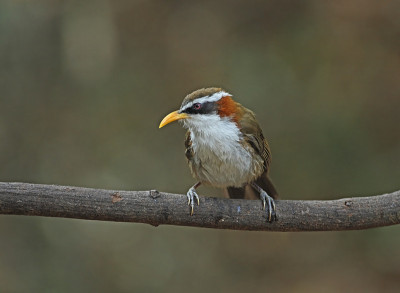 White-browed Scimitar-babbler