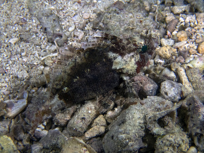 一种假蝎子鱼(Centrogenys vaigiensis)