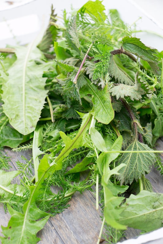 野生草本植物