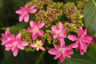 绣球花