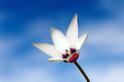 野花伴蓝天