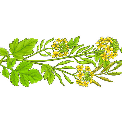 芥末矢量模式