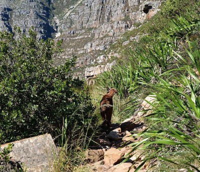 南非桌山上的野猫