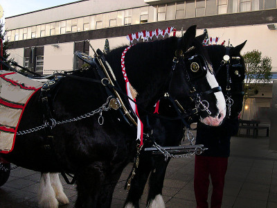 啤酒厂Dray和Shire Horse提供啤酒在伯恩利酒吧2007年