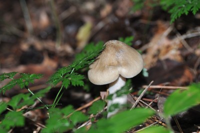 野蘑菇