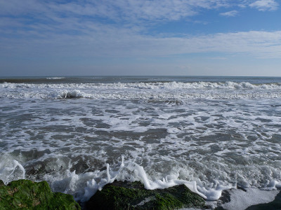 海景，被绿色海藻覆盖的潮湿岩石