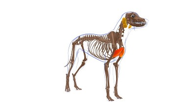 胸浅肌犬肌解剖医学概念3D