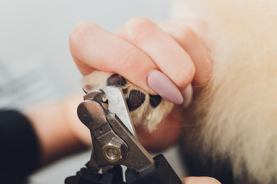 女性的手切割爪子在亮白色博美犬。