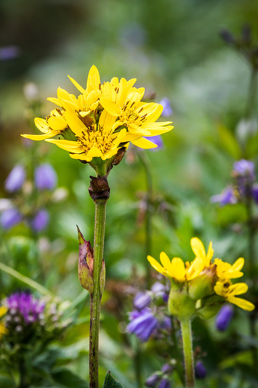 黄色野花(Ligularia hodgsonii)夏天在Rebun岛，日本