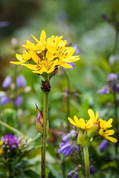 黄色野花(Ligularia hodgsonii)夏天在Rebun岛，日本