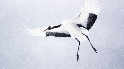 日本鹤在钏路沼泽