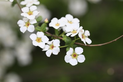 白花景