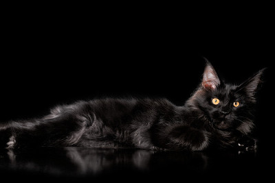 可爱可爱的缅因猫在黑色的背景。