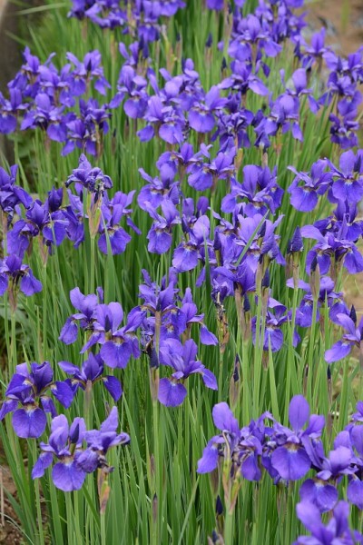 虹膜花