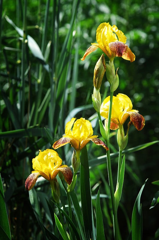 花