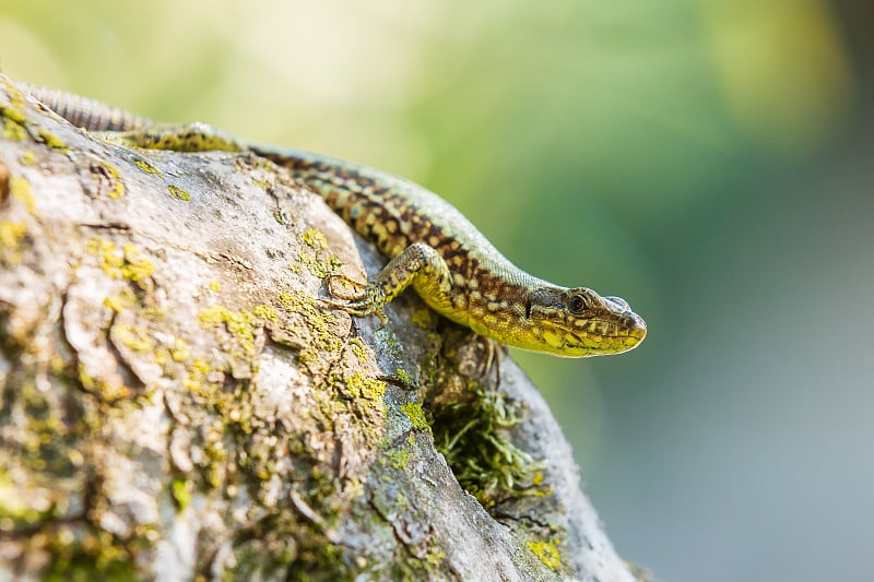 Podarcis muralis，一种常见的欧洲壁虎，正在阳光下休息