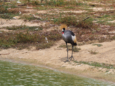 灰冠鹤(学名:Balearica regulorum)