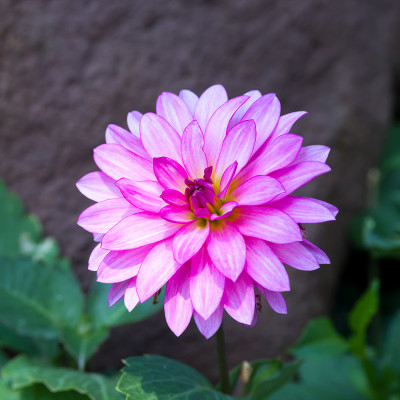 大丽花