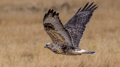 在蒙大拿州的Sharp Shinned Hawk