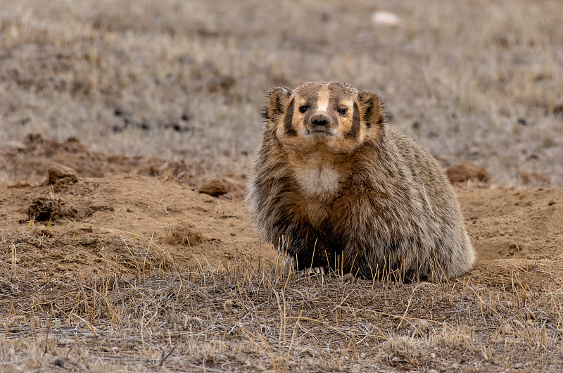 An American Badger at Den