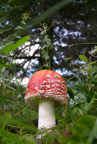 羊肚菌