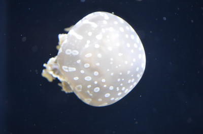 水母