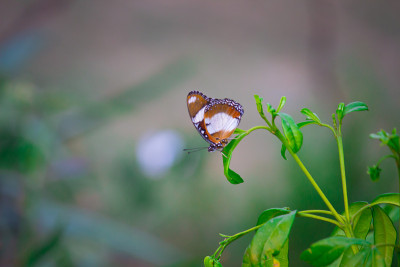 Eggfly蝴蝶