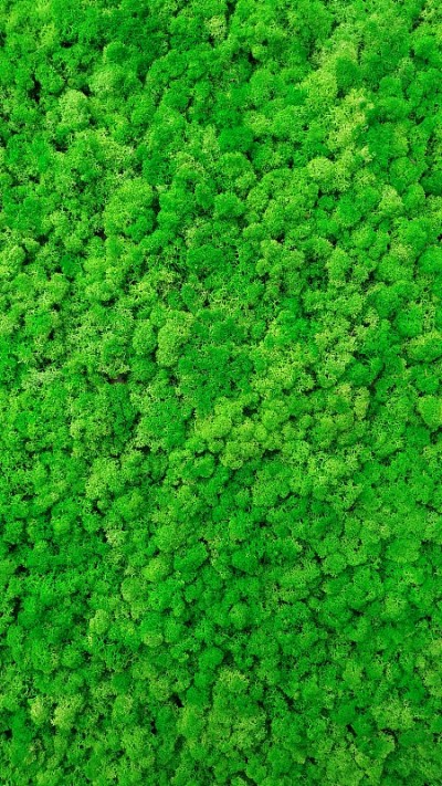 青苔鲜，俯视图