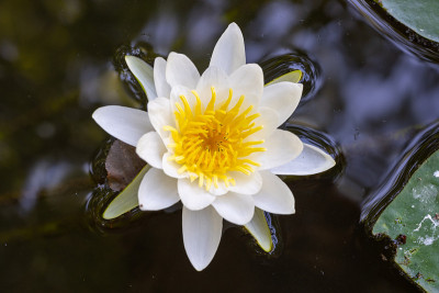 野生百合花在水面的背景上。野生自然。照片与良好的细节。
