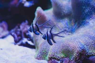 Pterapogon kauderni Koumans。斑马鱼，邦盖红雀和海葵。