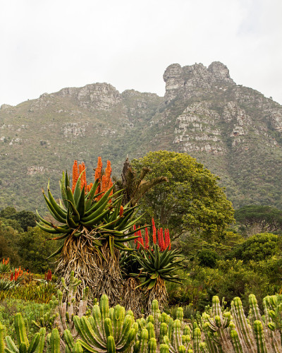kirstenbosch植物园的芦荟