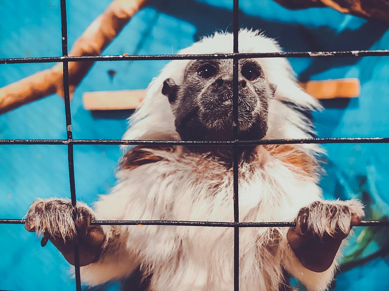 这是一只棉顶狨猴的特写镜头，笼子里是来自哥伦比亚的热带濒危猴