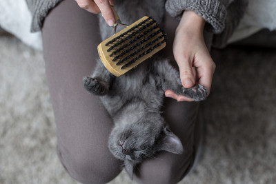 可爱的猫被刷过