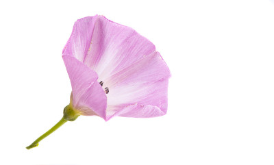 旋花类花孤立