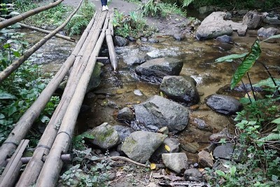 小溪在森林