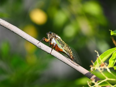 蝉