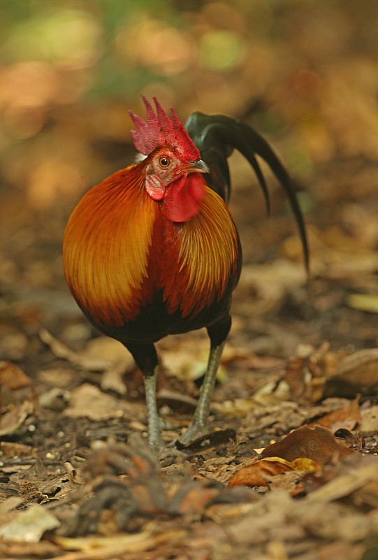 红Junglefowl