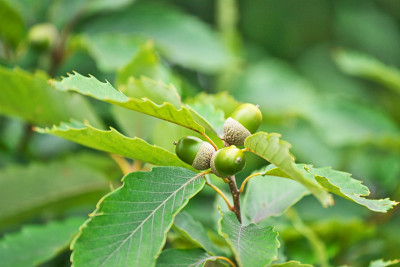 Tight-clad quercus