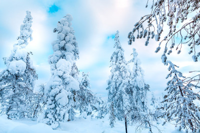 云杉森林覆盖雪在冬季景观