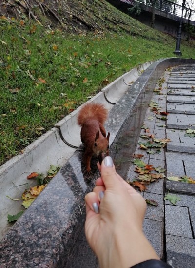 松鼠