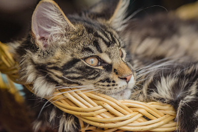 缅因猫的肖像大理石色