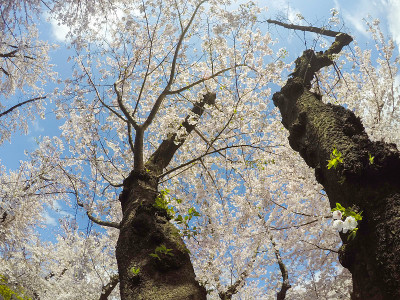 樱花盛开的蓝天，旭山公园，东京，日本。