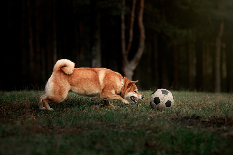 狗品种红色日本柴犬