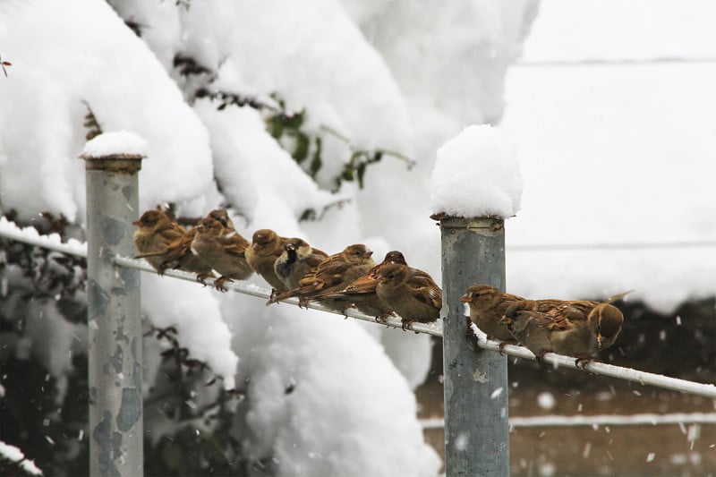 雪和鸟类